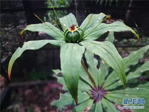 從深山苗圃到金色藥籃 云南片馬小鎮(zhèn)的中草藥致富路