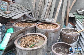 法治浙江視角下的中草藥收購 規(guī)范與繁榮的雙重使命