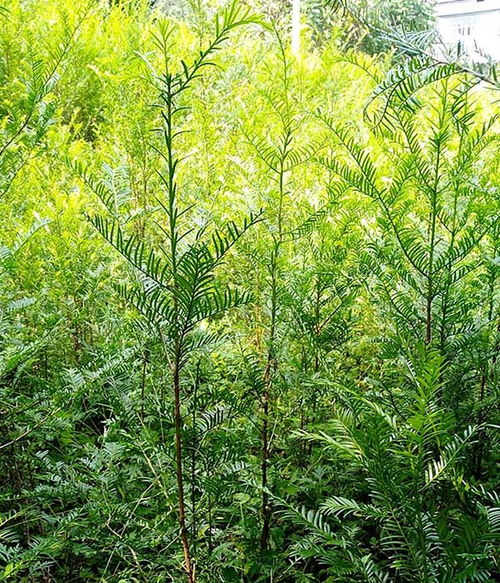 鶴峰縣世茂苗木 園林綠化苗木與中草藥收購的雙輪驅(qū)動(dòng)