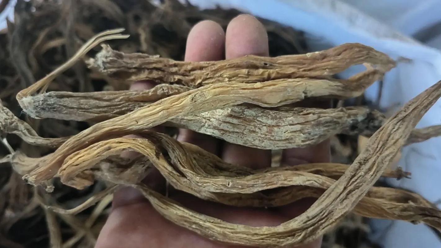百部與骨碎補 野生藥材的原產地采購之道