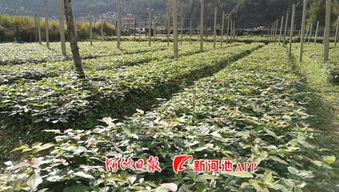 廣西鳳山 躋身首批廣西中藥材示范基地，中草藥收購迎來新機遇