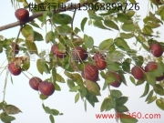 太行風物 行唐大棗的甜蜜產業(yè)鏈與鴻達棗業(yè)的綠色收購新路